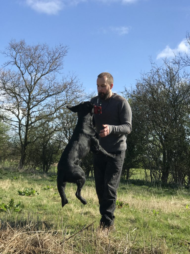 gundog 1-2-1 training labrador retriever 