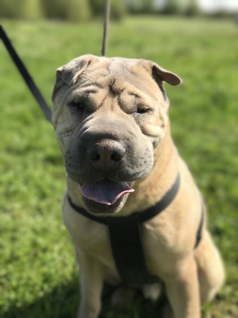 shar pei dog aggression