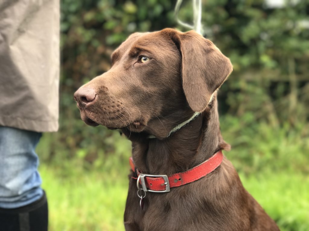 Dog training Chocolate labrador