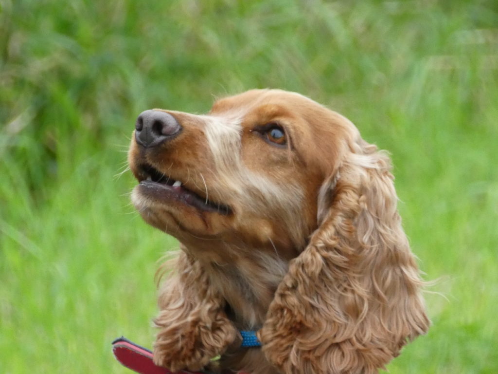 cocker spaniel dog behaviour training
