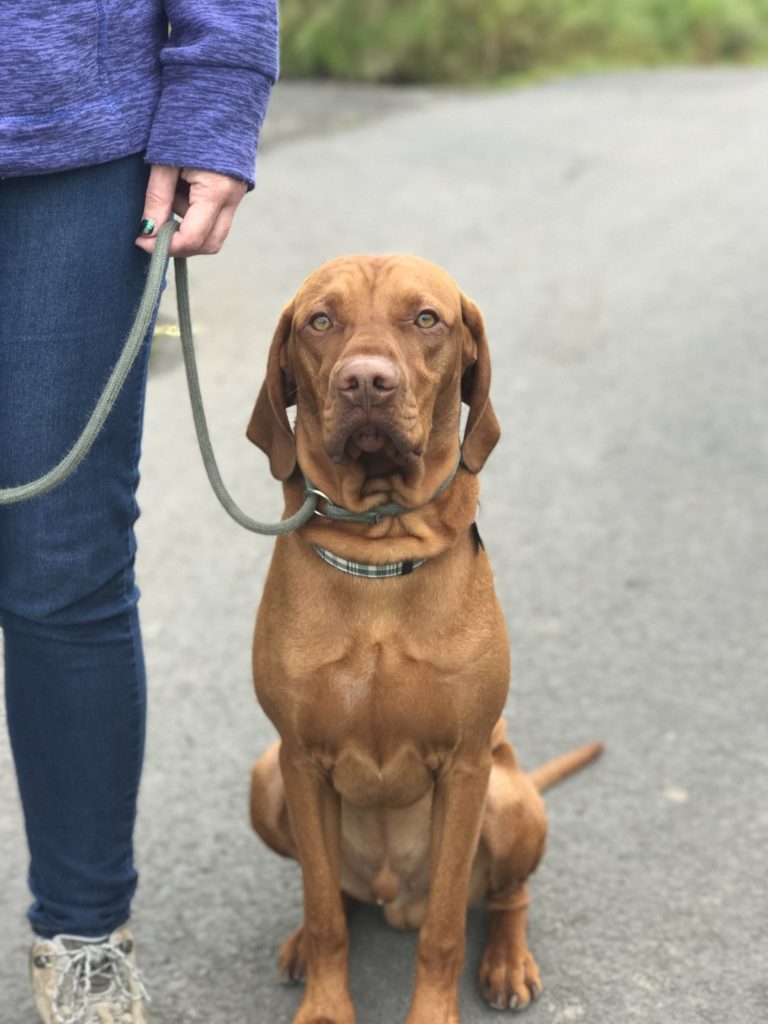 dog behavioural problems hungarian vizsla