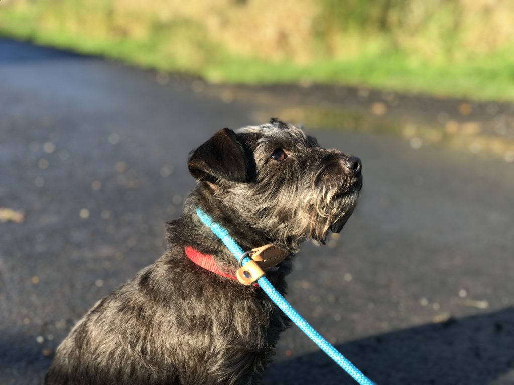 dog training behaviour modification patterdale terrier