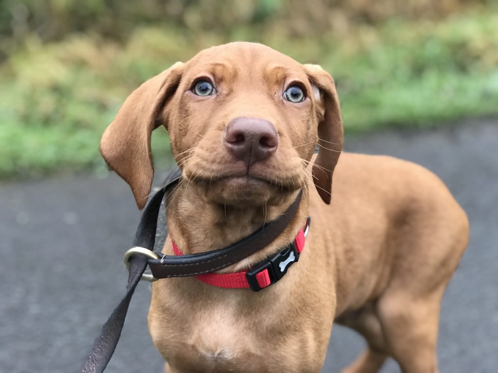 can vizslas be aggressive