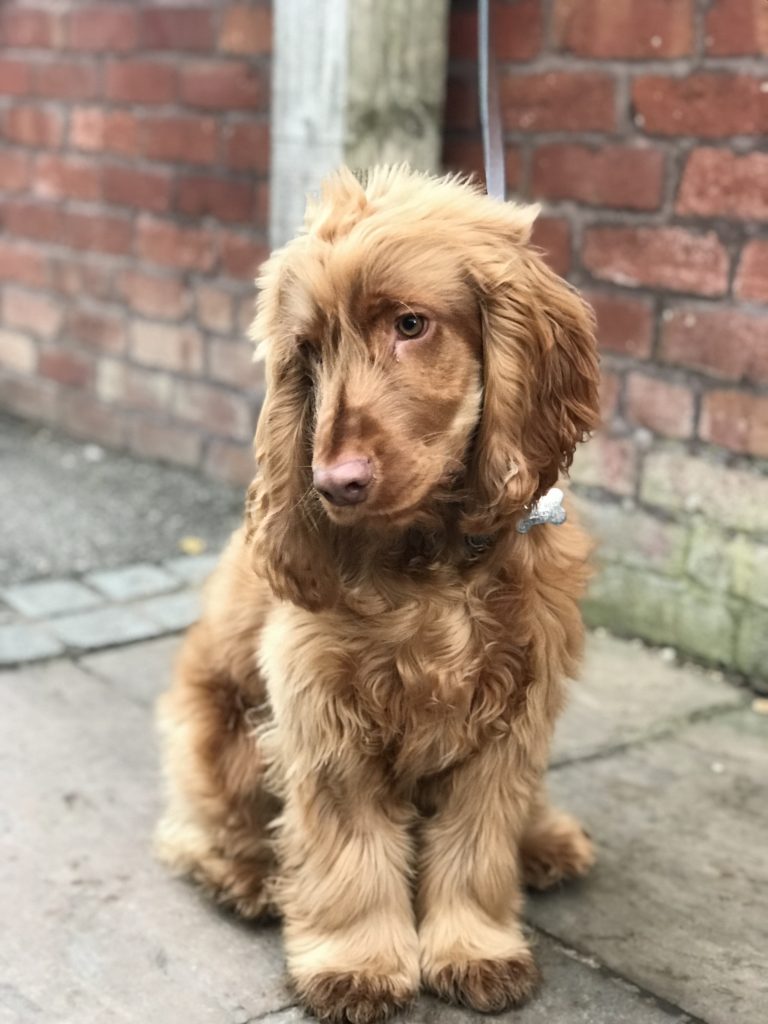 7 month old cocker spaniel 2025