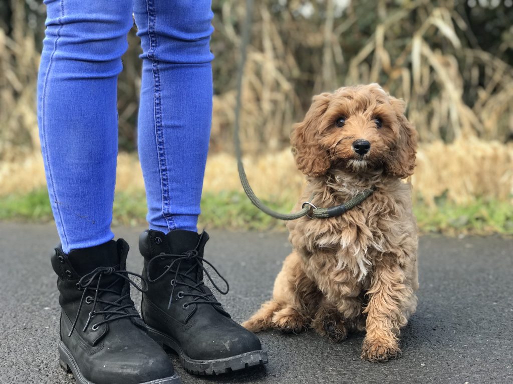 Cavapoochon puppies store