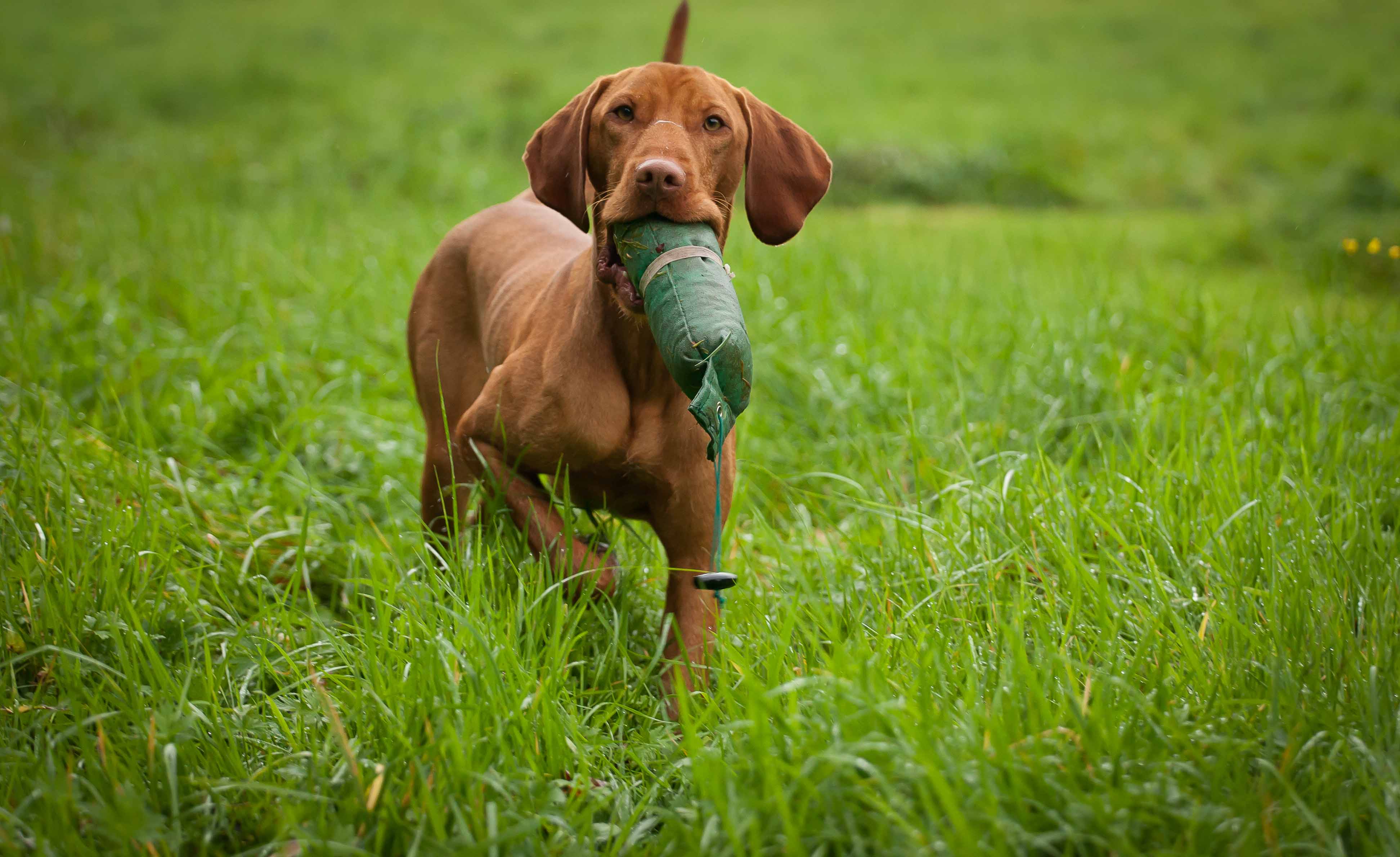 Hungarian Vizsla Gundog Training Day - BlogBlog