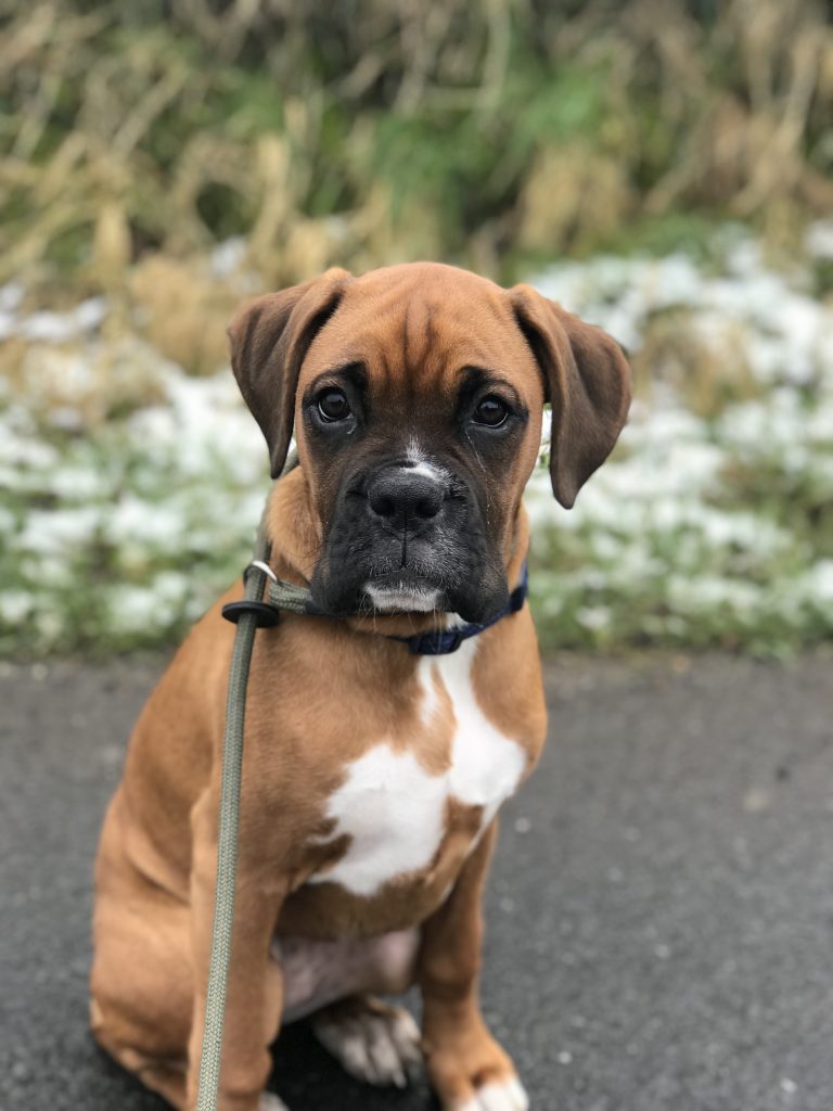 Boxer Puppy Training Puppy Training Preston LancashireBlog