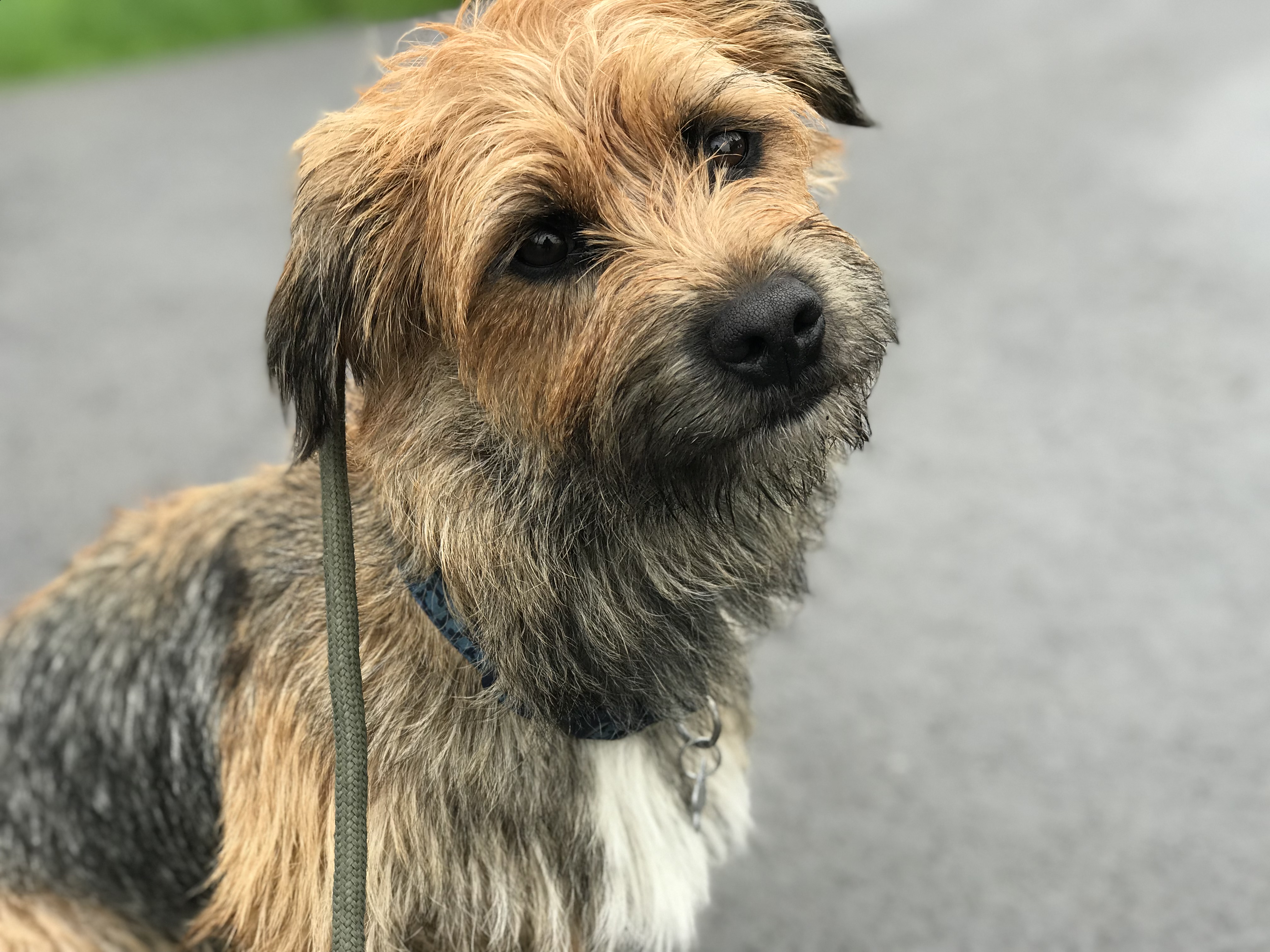 springer spaniel terrier mix