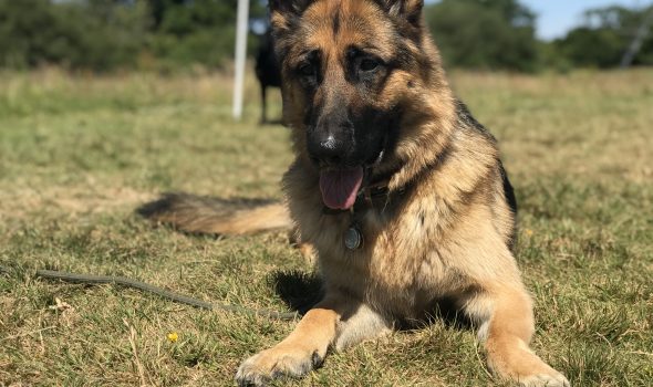 dog training zola the german shepherd