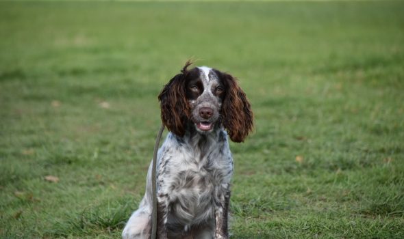 training a cocker spaniel puppy uk