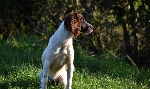 residential gundog training springer spaniel puppy