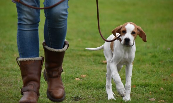 pointer puppy training