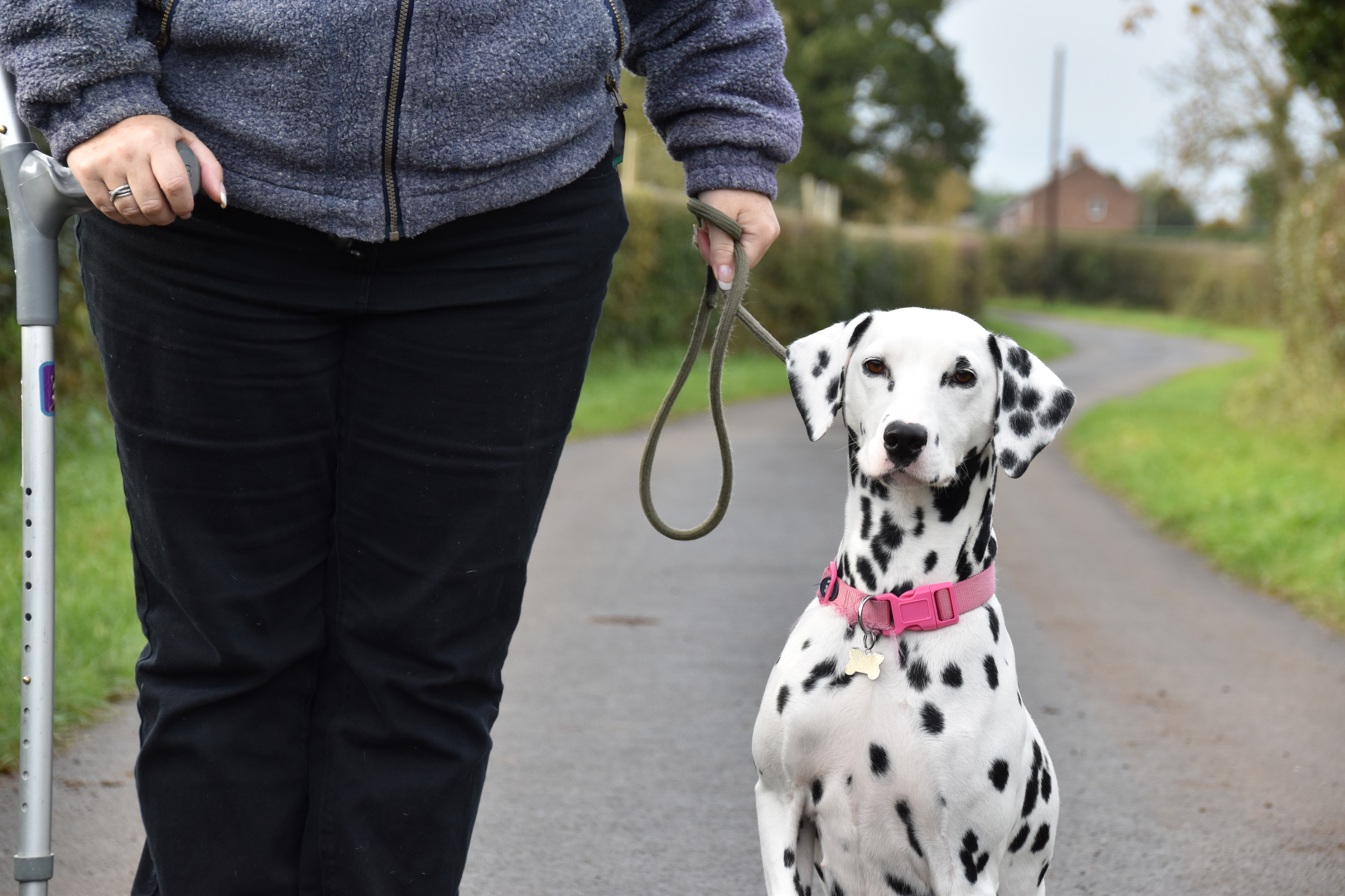 Rescue Dalmatian Behavioural Dog Training DT4uBlog
