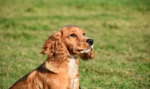 training a cocker spaniel puppy uk