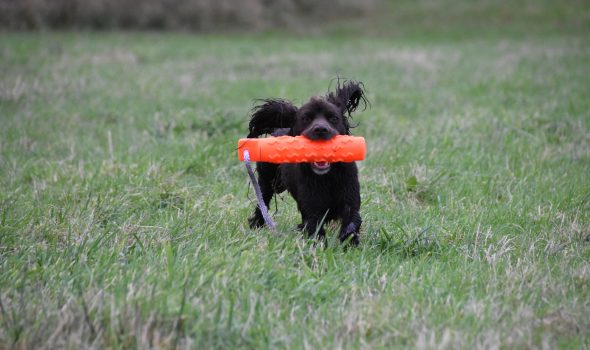 gundog training cocker spaniel