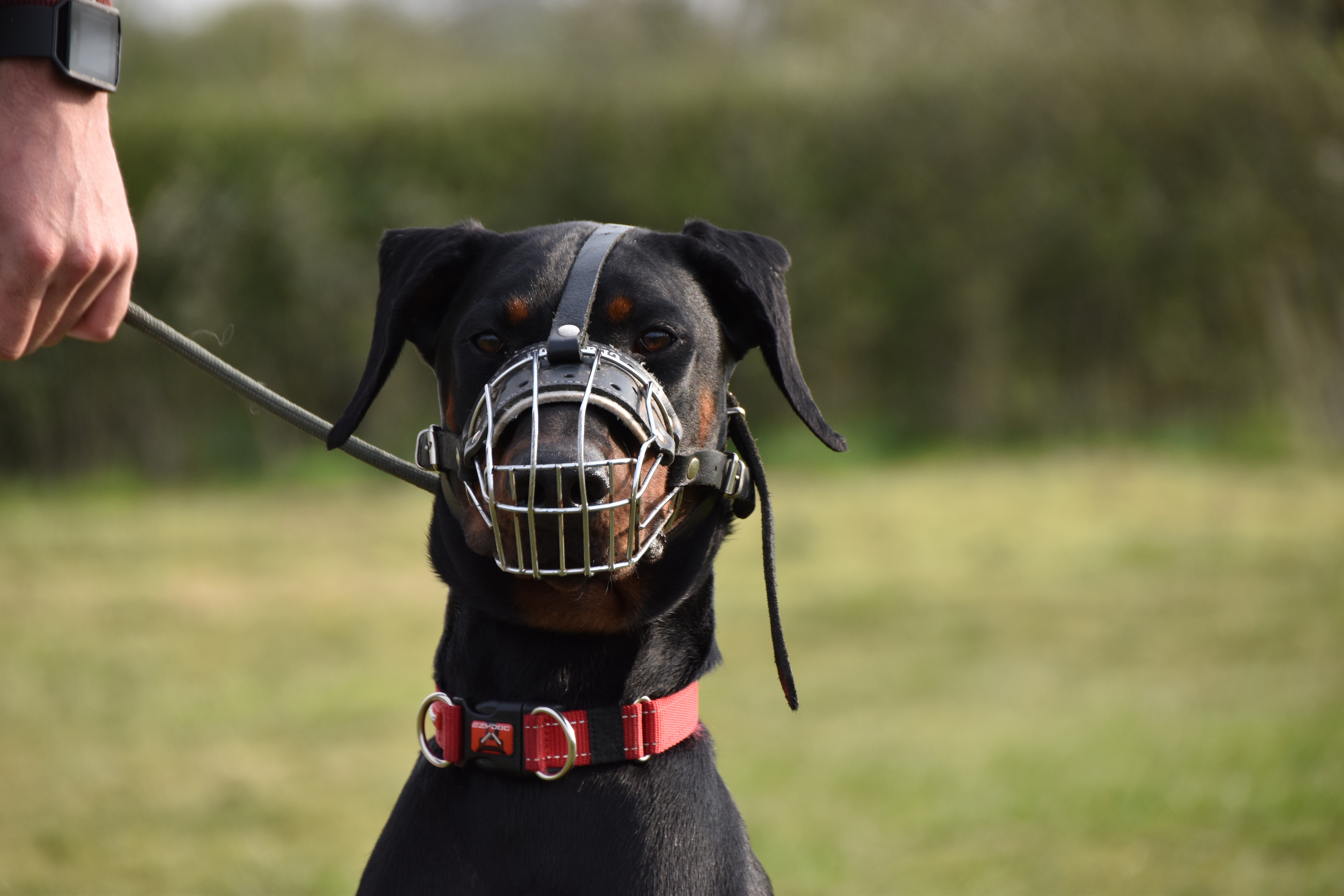 aggressive doberman puppy