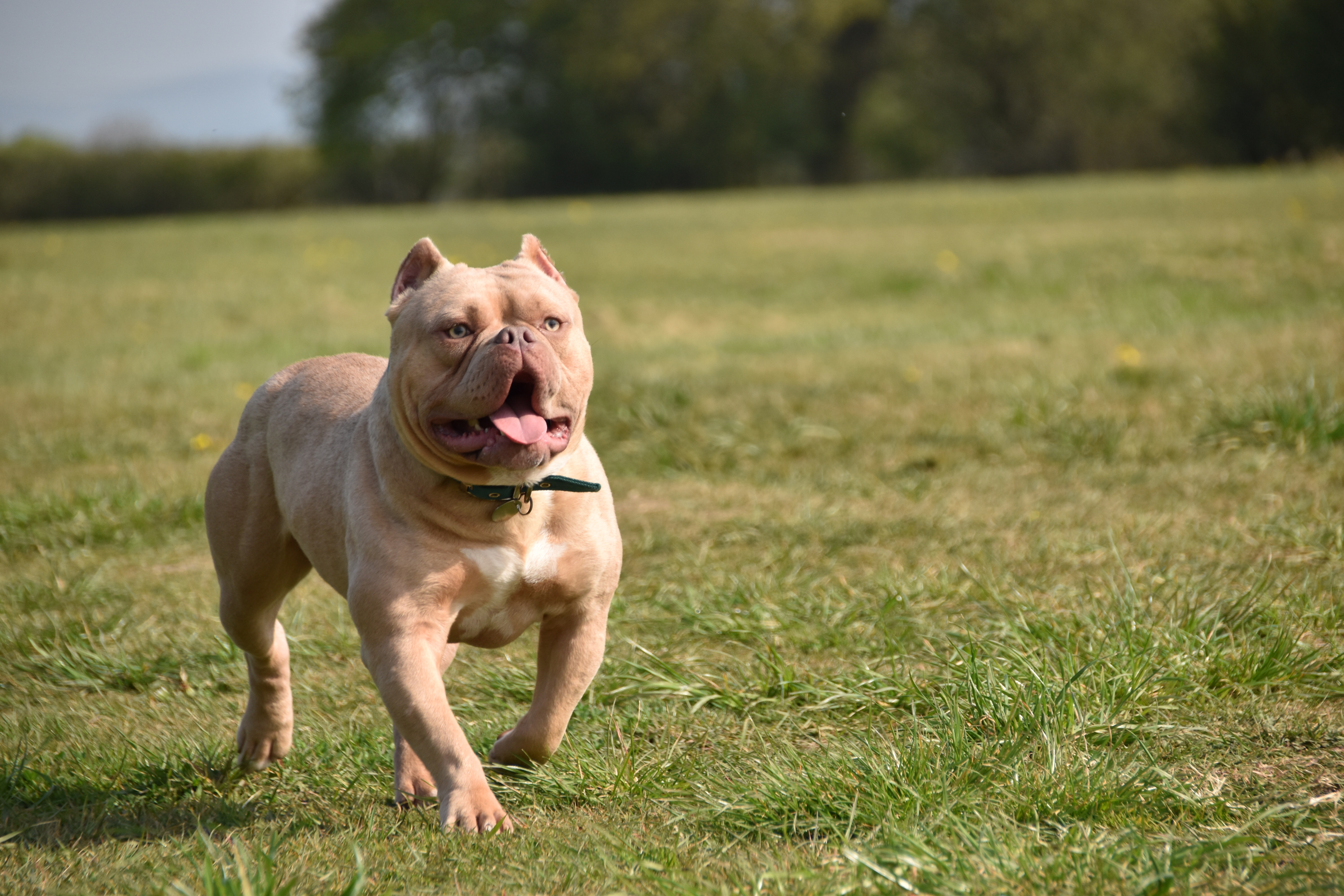 American Bully Behavioural Training Dog Training 4uBlog