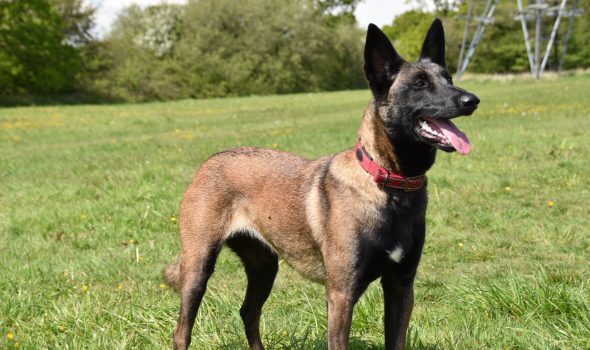 belgian malinois obedience training