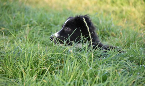 puppy training border collie young dog handler
