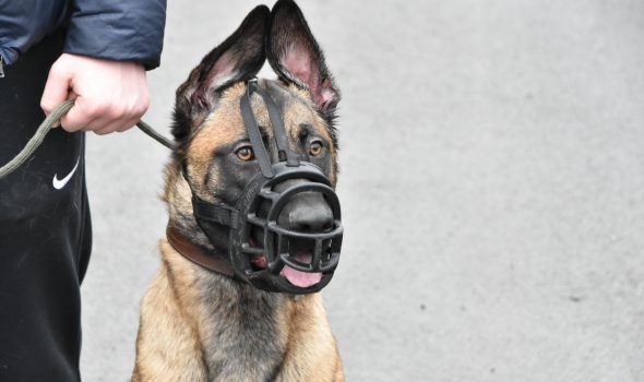 belgian malinois aggression dog training
