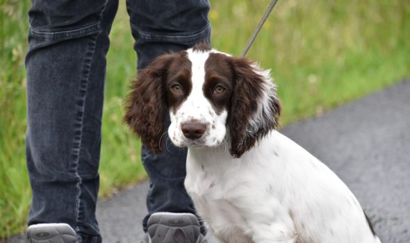 buying the right dog in lockdown