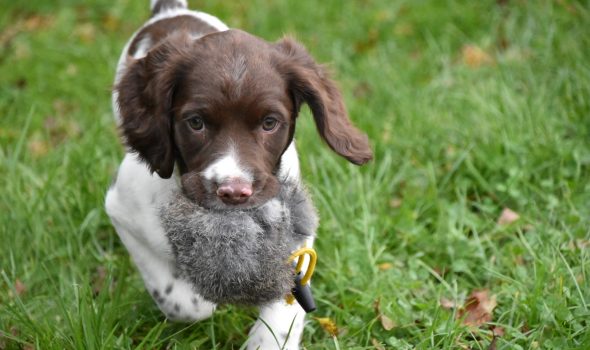 springer spaniel puppy gundog