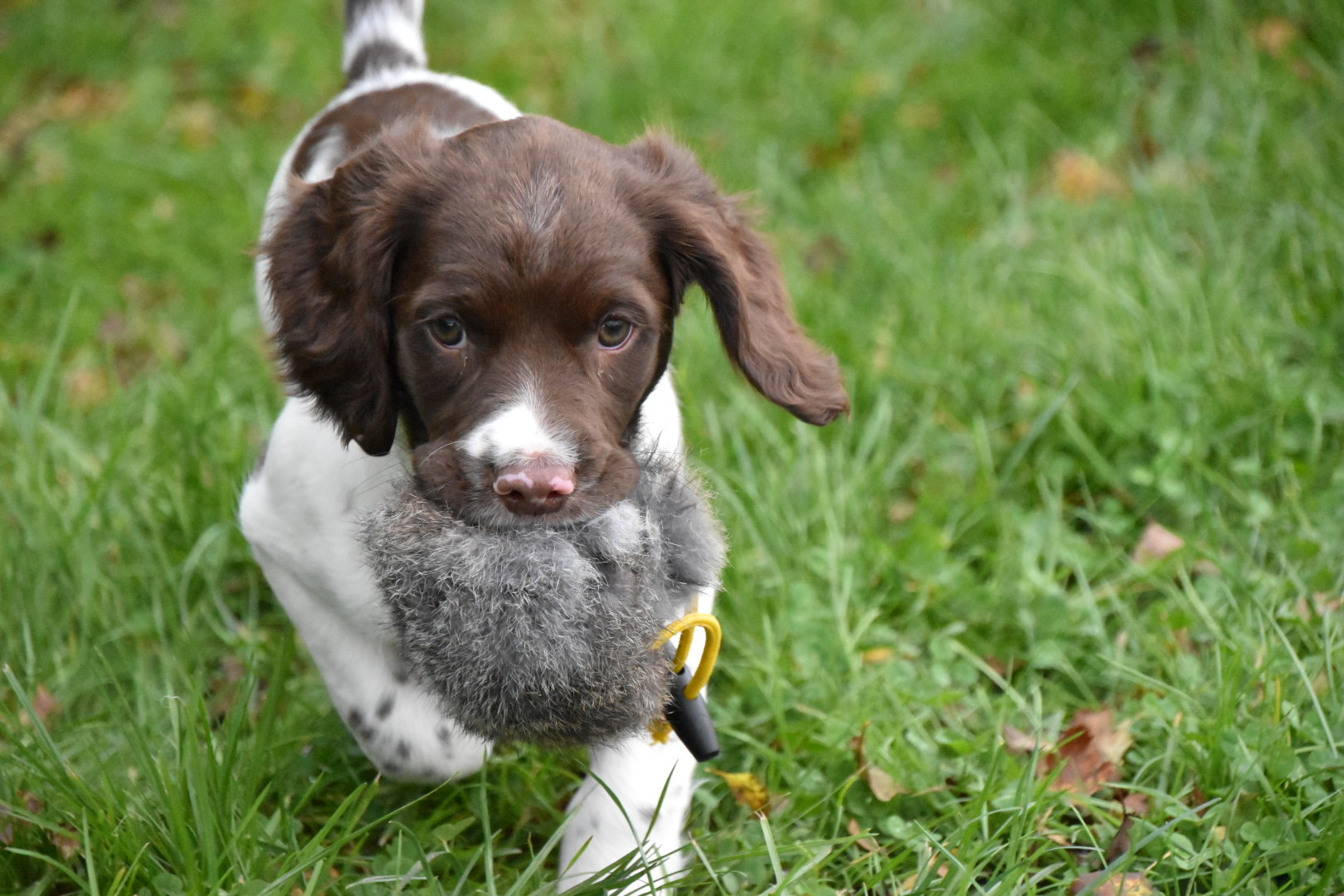 Puppy Training Diary Working Springer Spaniel DT4uBlog