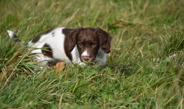 Gundog puppy training