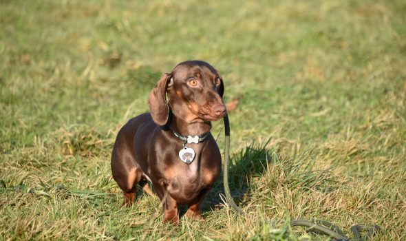 miniature Dachshund virtual dog training