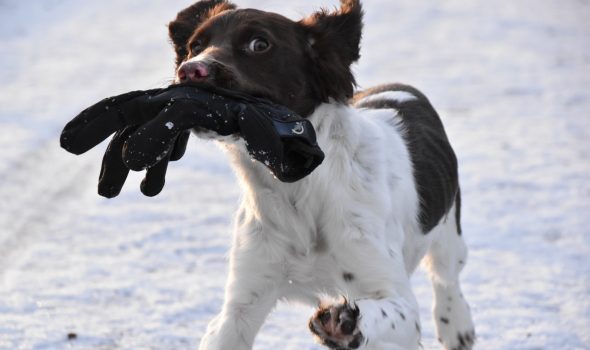 training the tessleymoor way springer spaniel puppy